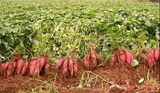 微信圖片_20191114163238.jpg 微信圖片_20191114163238.jpg