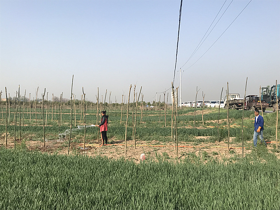 花卉苗木產業 (1).jpg