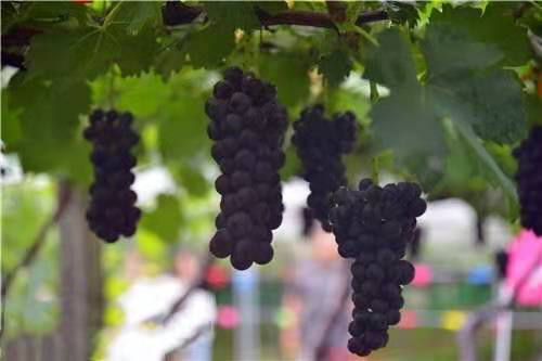 圖片1.png 圖片1.png