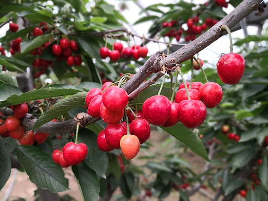 微信圖片_20190531171050.jpg 微信圖片_20190531171050.jpg